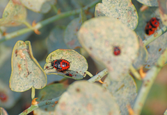 Eurydema spectabilis