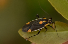 Capsodes flavomarginatus