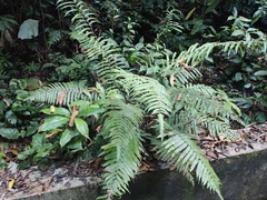 Pteris linearis