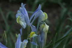 Iris graeberiana