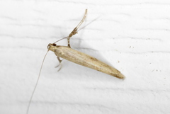 Caloptilia populetorum