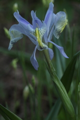 Iris graeberiana