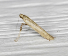 Caloptilia populetorum