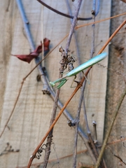 Miomantis caffra