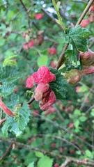 Tetraneura