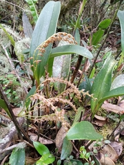 Stelis
