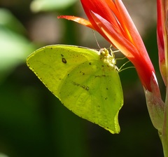Phoebis neocypris neocypris