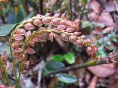 Stelis