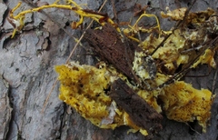 Piloderma