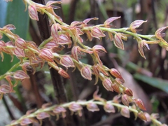 Stelis
