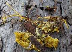 Piloderma
