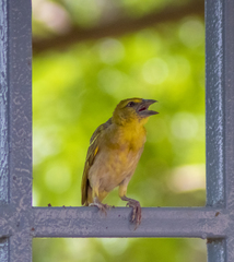 Ploceus cucullatus