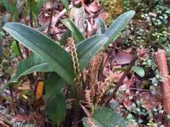 Stelis