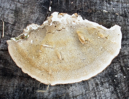 Šiurkščioji kempė nuotrauka