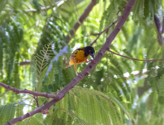 Ploceus cucullatus