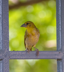 Ploceus cucullatus
