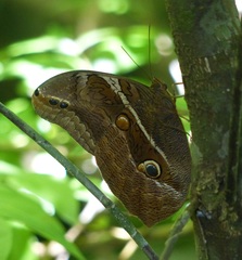 Eryphanis reevesii pusillus