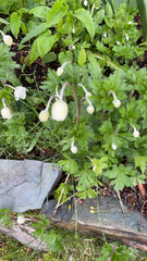 Anemonoides sylvestris