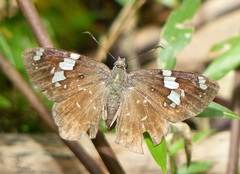 Celaenorrhinus similis