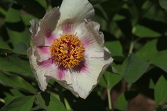 Paeonia chamaeleon