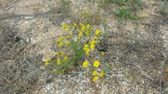 Senecio glaucus coronopifolius