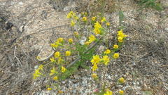 Senecio glaucus coronopifolius