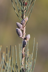 Allocasuarina striata