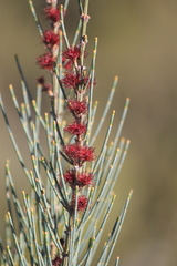 Allocasuarina striata