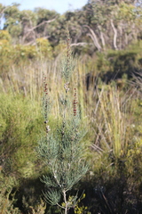 Allocasuarina striata