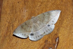 Oxydia nimbata