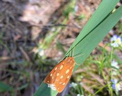 Arctia aulica