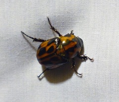 Cyclocephala latericia