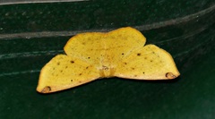 Periclina