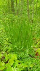 Melica nutans