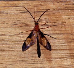 Thyreodon rufothorax