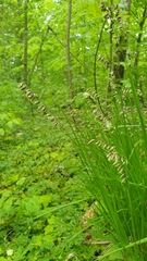 Melica nutans
