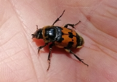 Nicrophorus vestigator