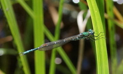 Austrolestes cingulatus
