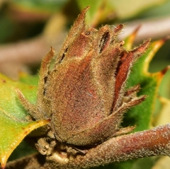 Phyllodiplosis cocciferae