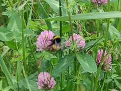 Bombus haematurus