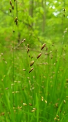 Melica uniflora