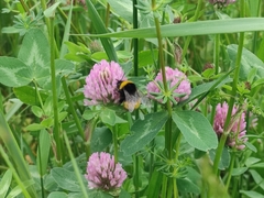 Bombus haematurus
