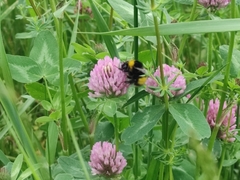 Bombus haematurus