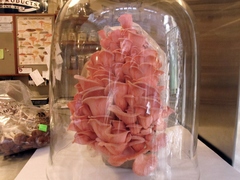Pleurotus djamor roseus