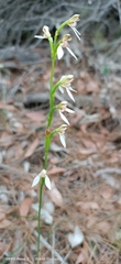 Eriochilus dilatatus