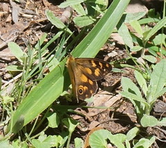 Heteronympha solandri