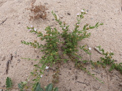 Lippia salsa
