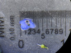 Veronica dillenii