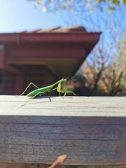 Pseudomantis albofimbriata