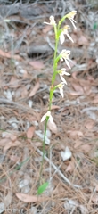 Eriochilus dilatatus
